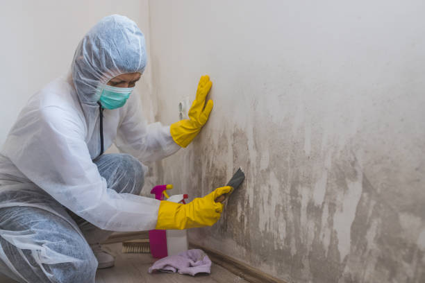 Best Bathroom Mold Remediation in Shasta, CA