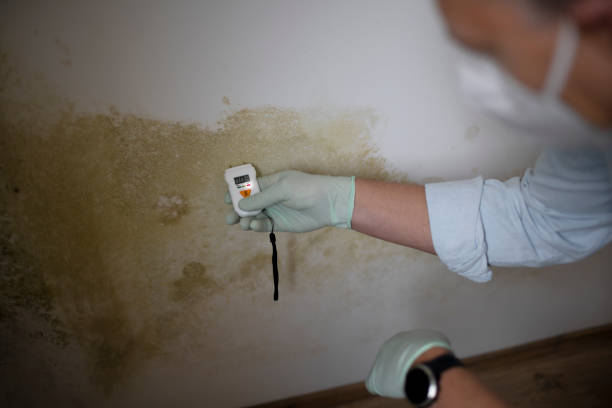Shasta, CA Mold Remediation Company
