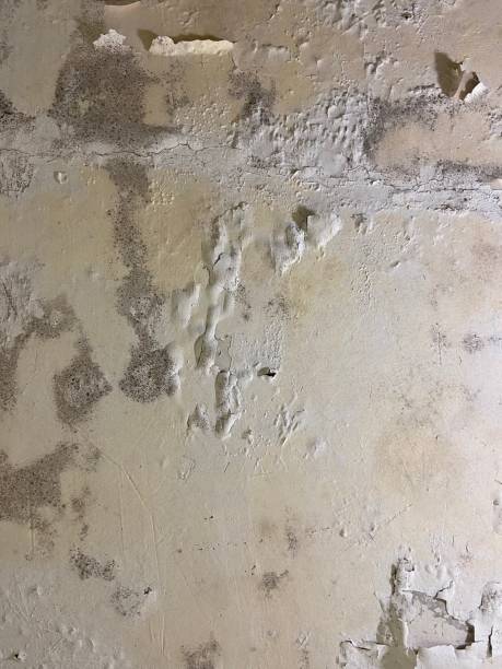Best Health and Safety Mold Remediation in Shasta, CA