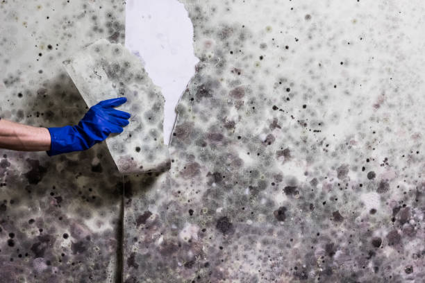 Best Kitchen Mold Remediation in Shasta, CA