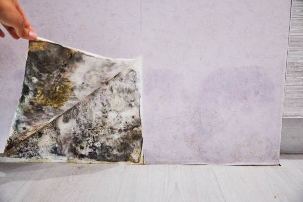 Best Attic Mold Remediation in Shasta, CA